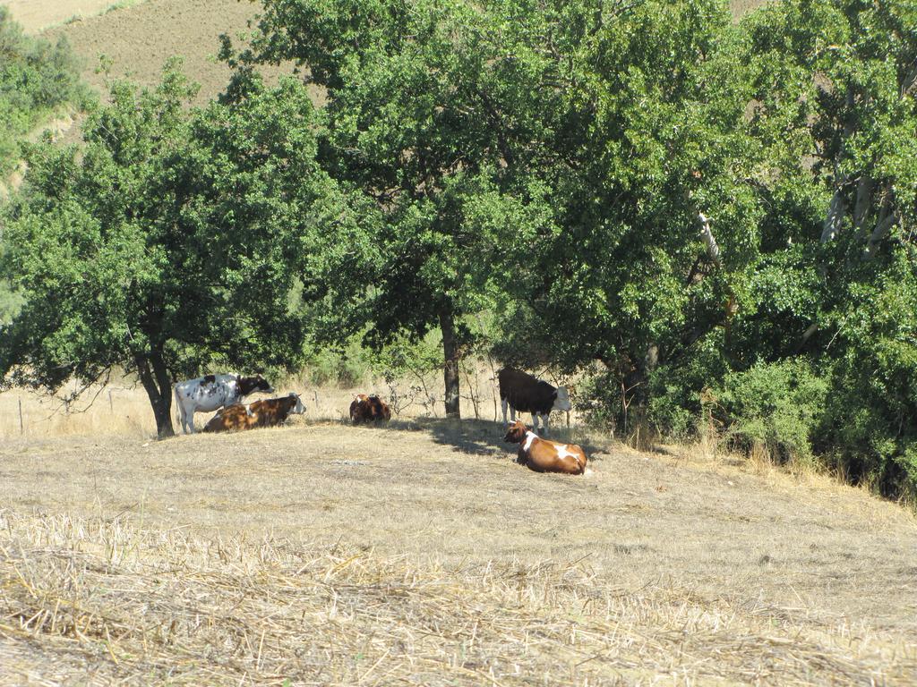 Agriturismo San Pietro กานจิ ภายนอก รูปภาพ